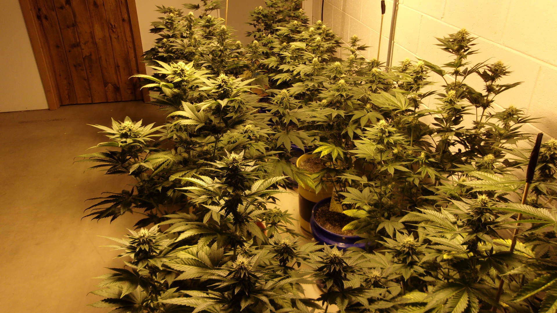 Black Domina week 5 1.JPG