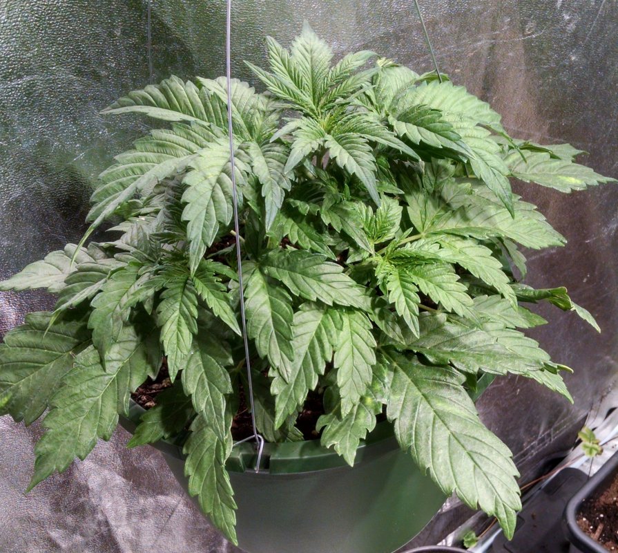 Black Domina x Stone Dragon pic1 -12-27-2017.jpg