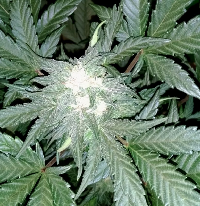 Black Dragon Bud pic1 -5-3-2016.jpg