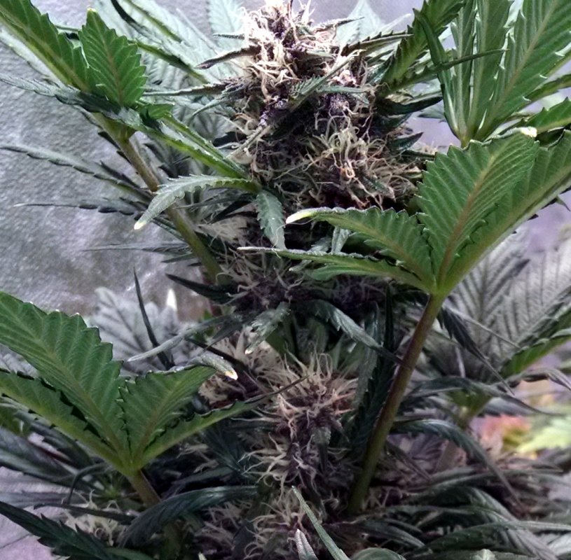 black dragon bud pic2 -3-7-2017.jpg