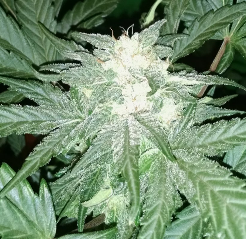 Black Dragon Bud pic2 -5-3-2016.jpg