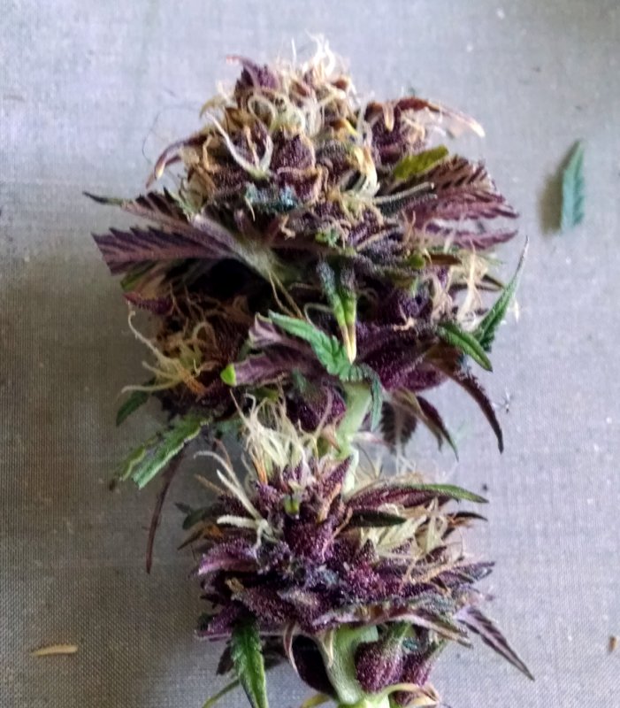 Black Dragon buds pic2 -3-12-2017.jpg