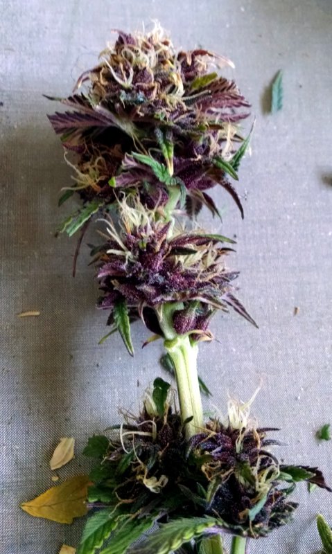 Black Dragon buds pic3 -3-12-2017.jpg