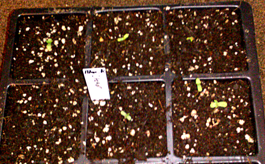 black dragon seedlings -3-5-2016.jpg