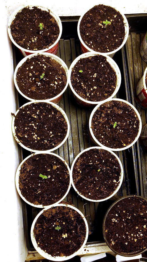 Black Dragon seedlings -6-26-2020.jpg