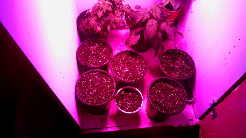 Black Dragon seedlings pic1 -1-20-2017.jpg