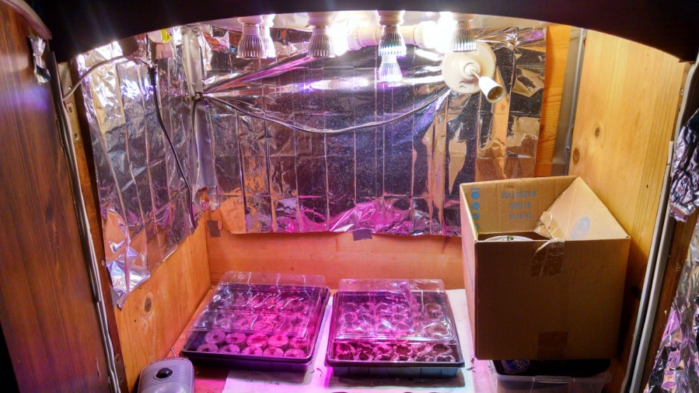 Black Dragon Seedlings pic1 -1-8-2017.jpg