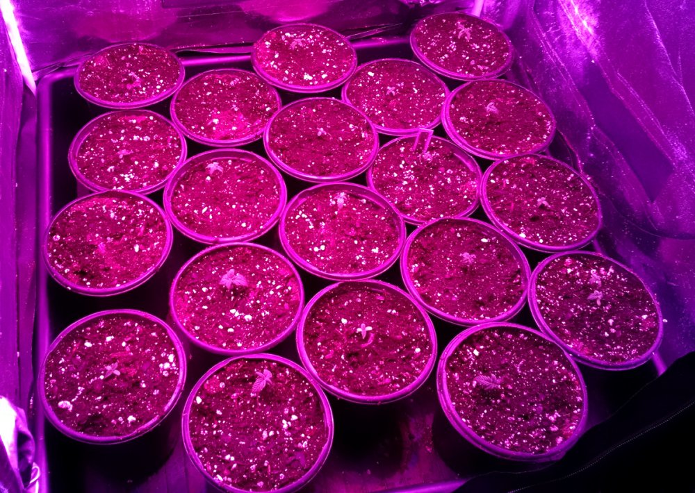 Black Dragon seedlings pic2 -1-20-2017.jpg