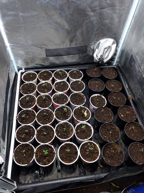 Black Dragon seedlings pic2 -12-10-2018.jpg