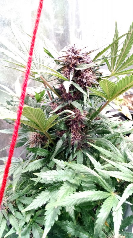 Black Dragon with purple buds pic2 -3-13-2017.jpg