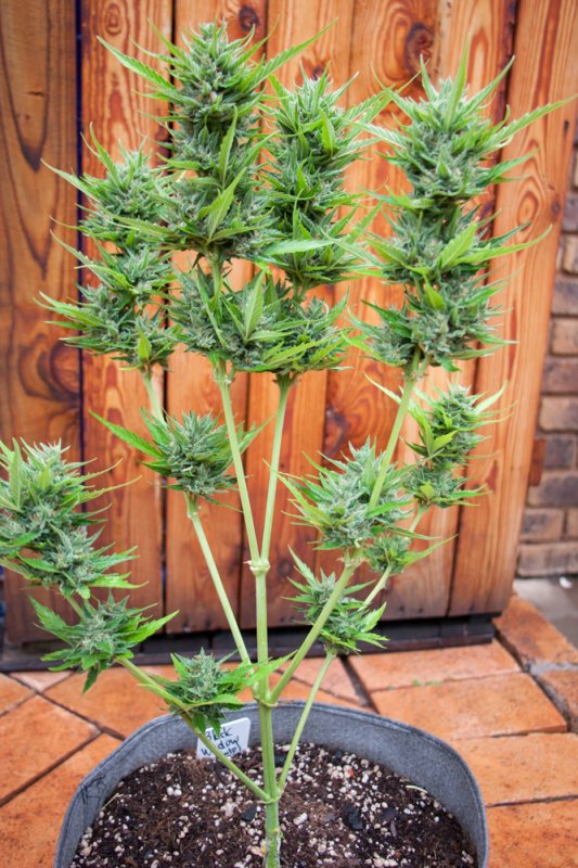 Black Widow Auto - Zen Seeds - Day 55-7.jpg