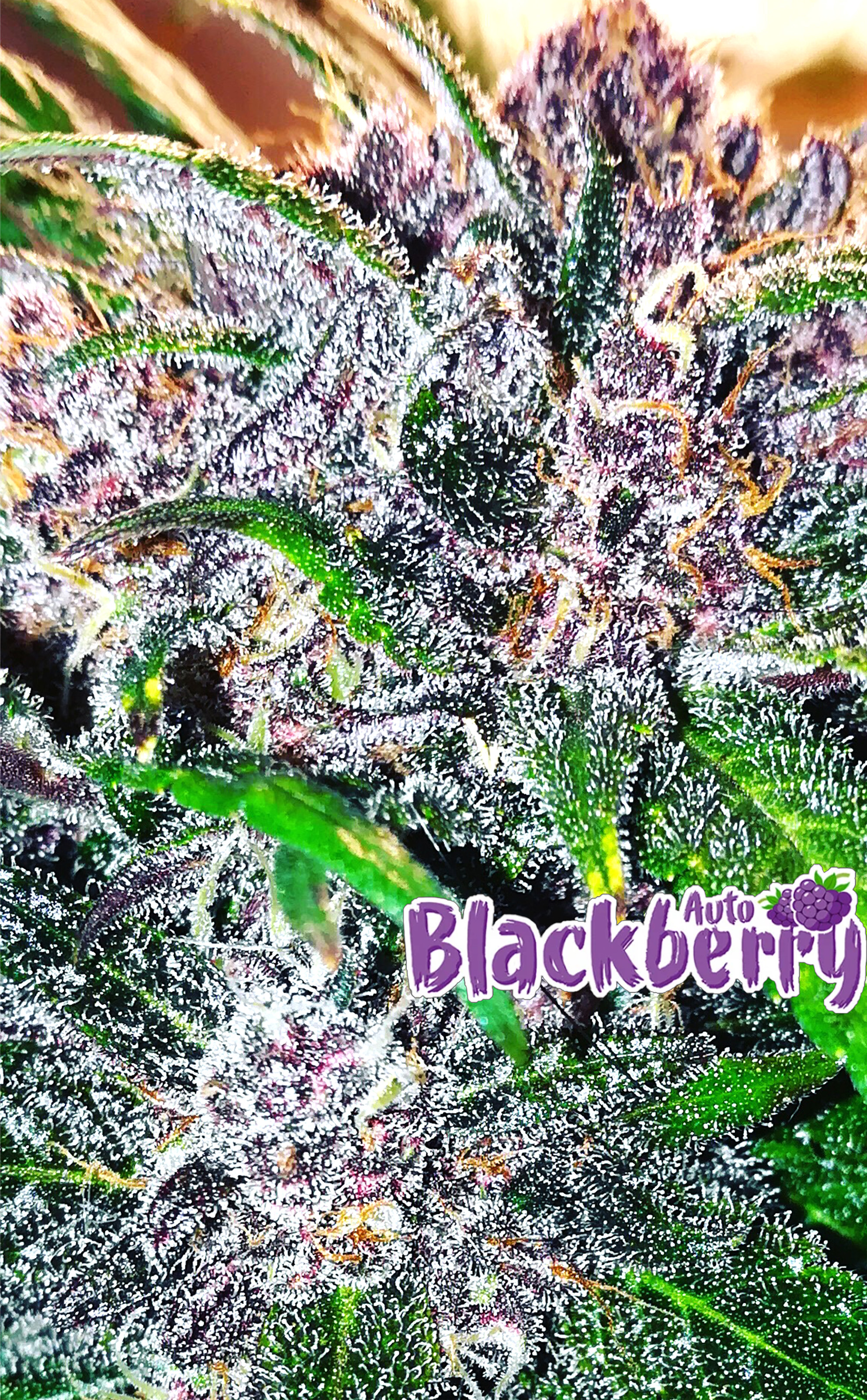 blackberry fastbuds.jpg