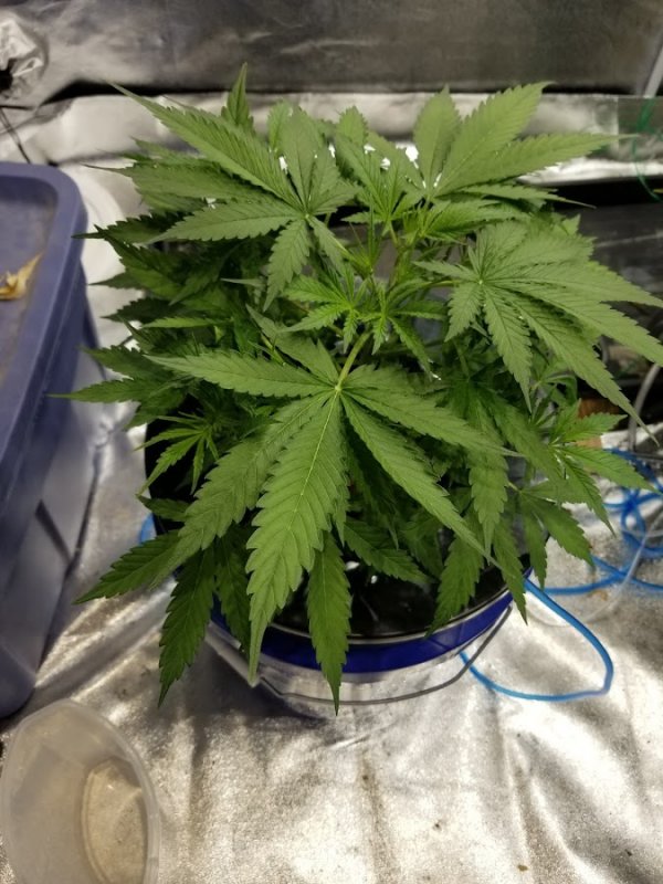 Blackberry Gum Pre LST 5-27.jpg