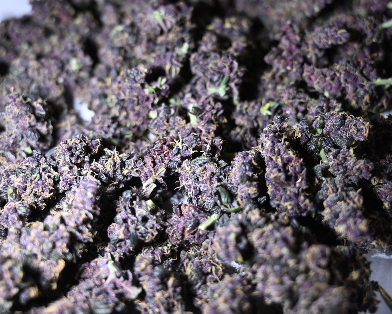 Blackberry Kush - 1.jpg