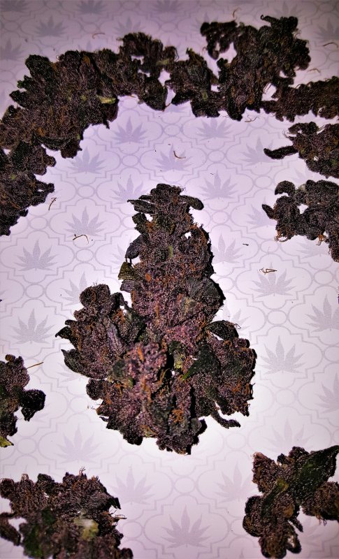 Blackberry Kush 2-2.jpg