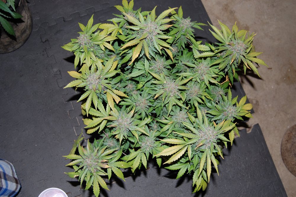 Blackstone White Pheno.JPG