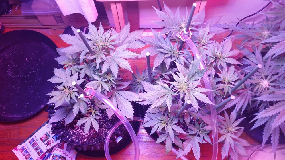 Bloody skunk black cream day 41.jpg