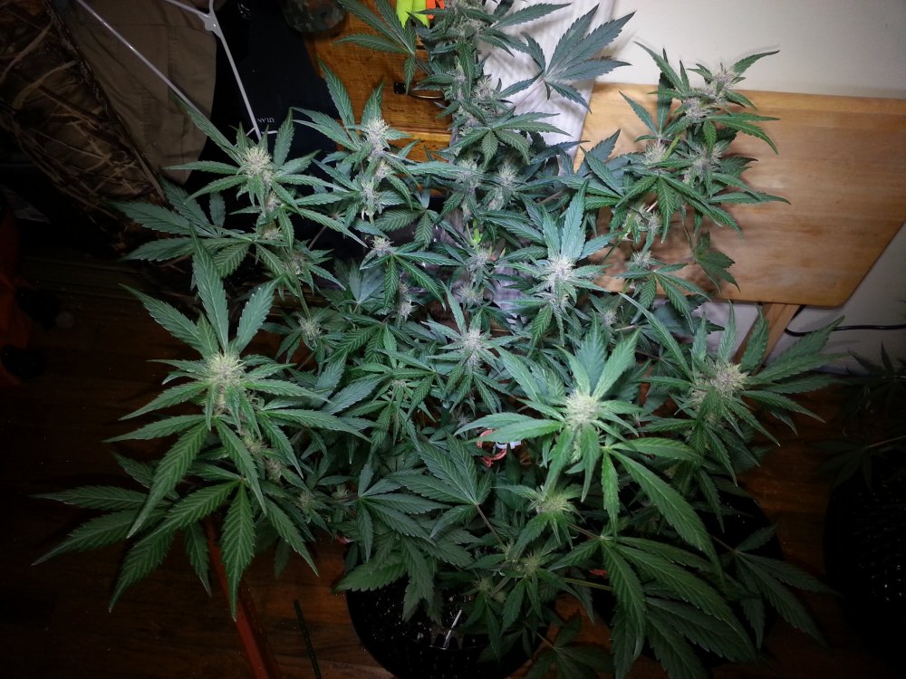 bloody skunk day 38 (2).jpg