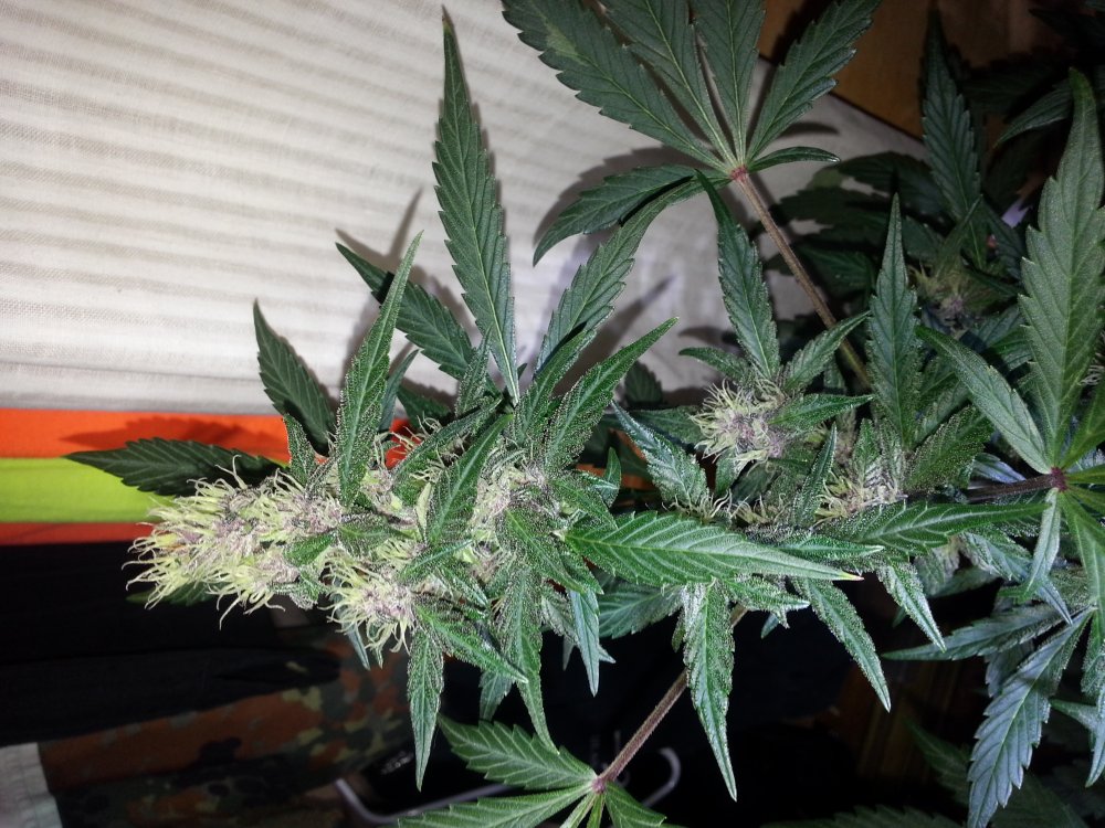 bloody skunk day 38.jpg