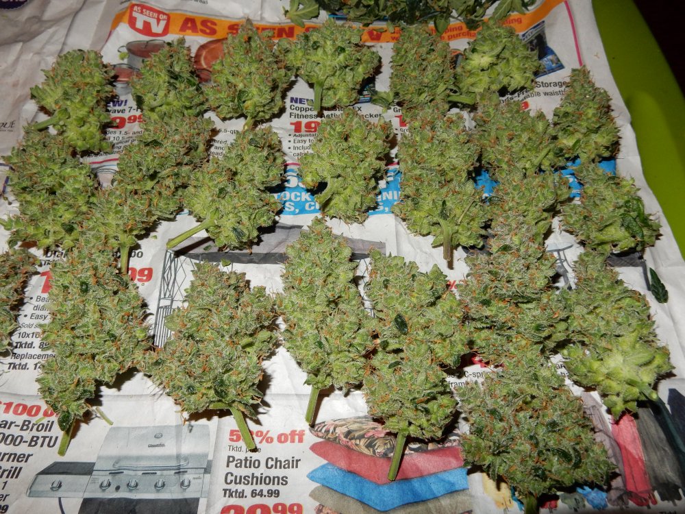 blue big buds.JPG