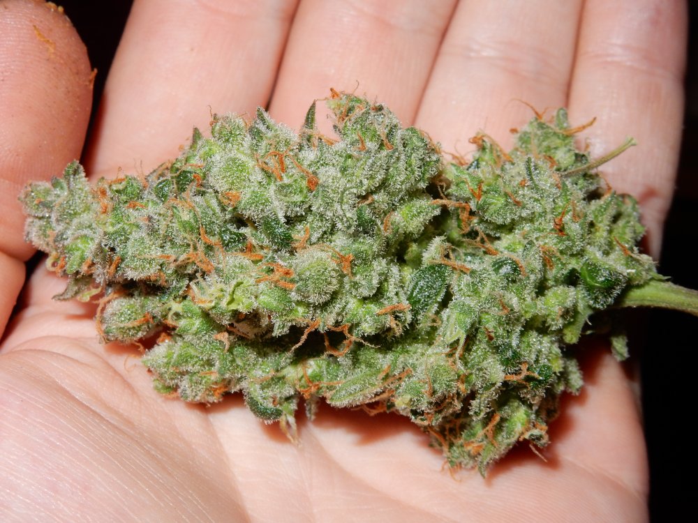 blue bud close.JPG