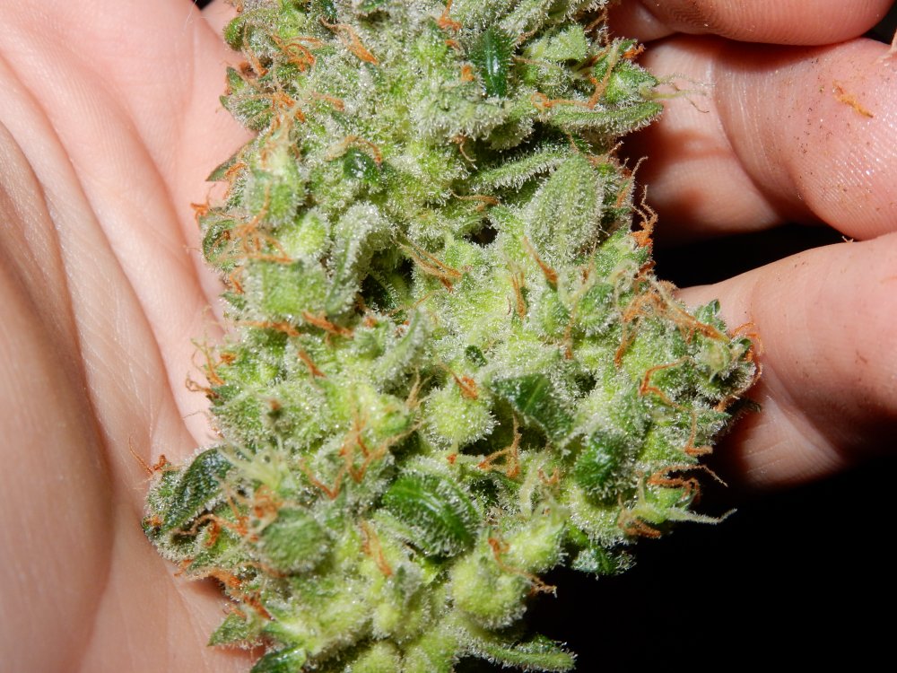 blue bud close2.JPG