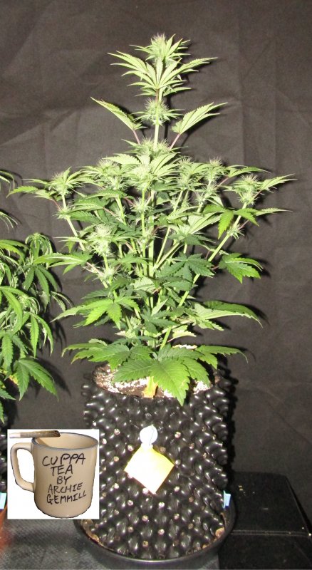 blue cheese 6L day 38.JPG