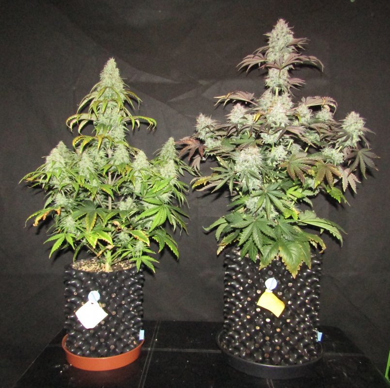 blue cheese creme tasmo day 69.JPG