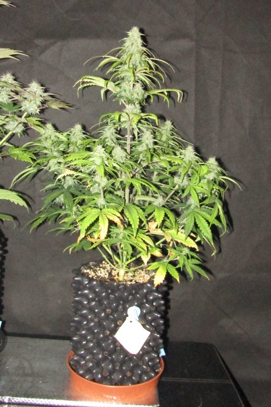 blue cheese creme tasmo day52.JPG