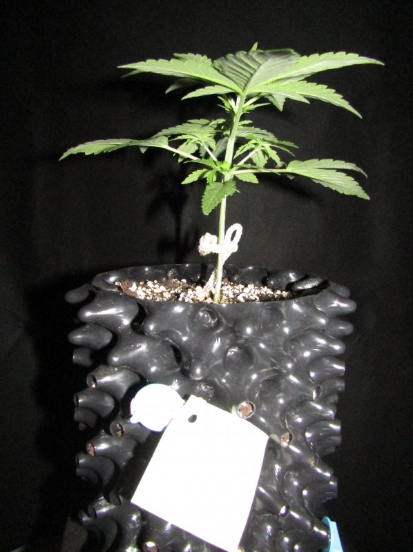 blue cheese day 15.JPG