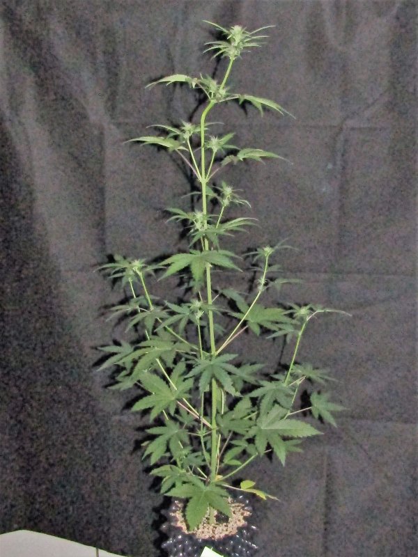 blue cheese day 31.JPG