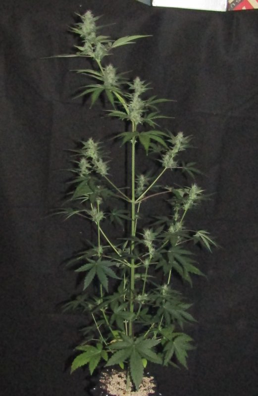 blue cheese day 40.JPG