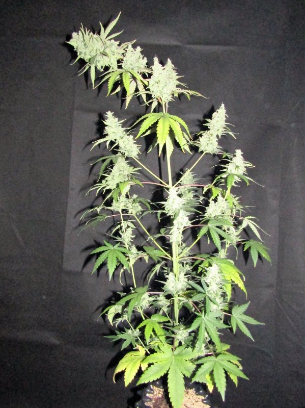 blue cheese day 63.JPG