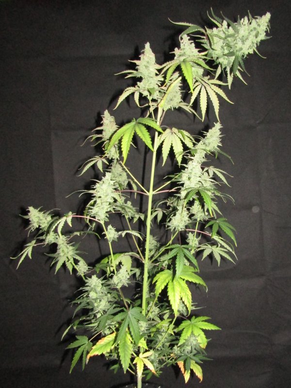 blue cheese day 69.JPG