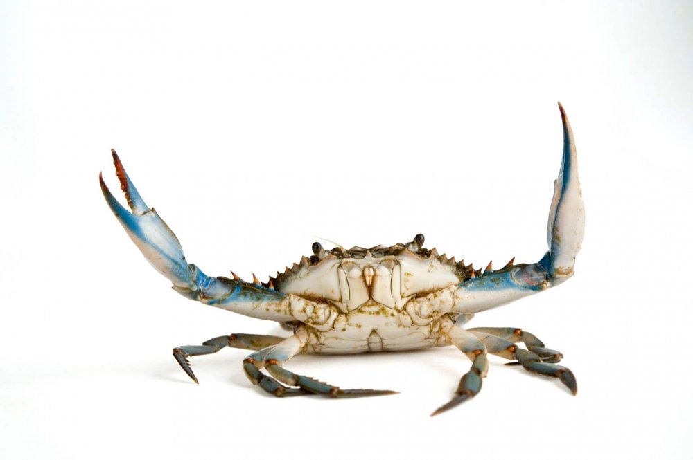 blue-crab.JPG.jpg