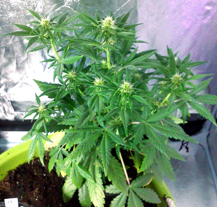 Blue Dragon Auto Momma pic1 -12-8-2015.jpg