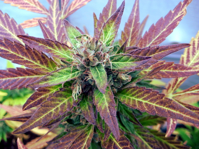 Blue Dragon Bud- greenhouse -8-27-2018.JPG