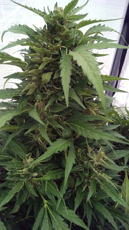 Blue Dragon Bud Main Cola pic3 -7-24-2018.jpg