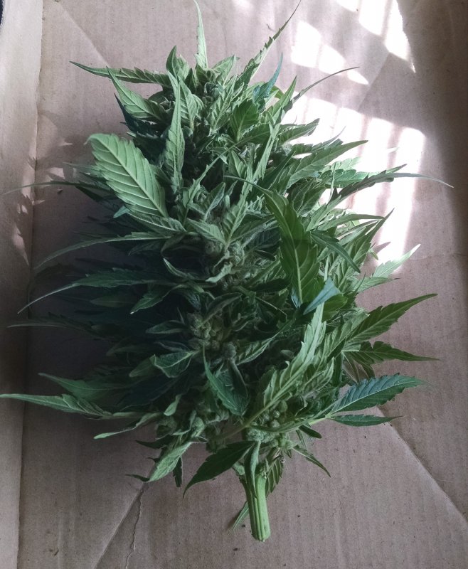 Blue Dragon Bud Main Cola -pre-trim pic2 -7-24-2018.jpg