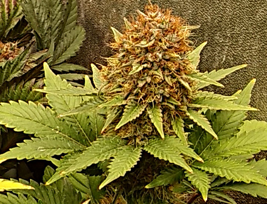 Blue Dragon Bud pic1 -1-13-2021.jpg