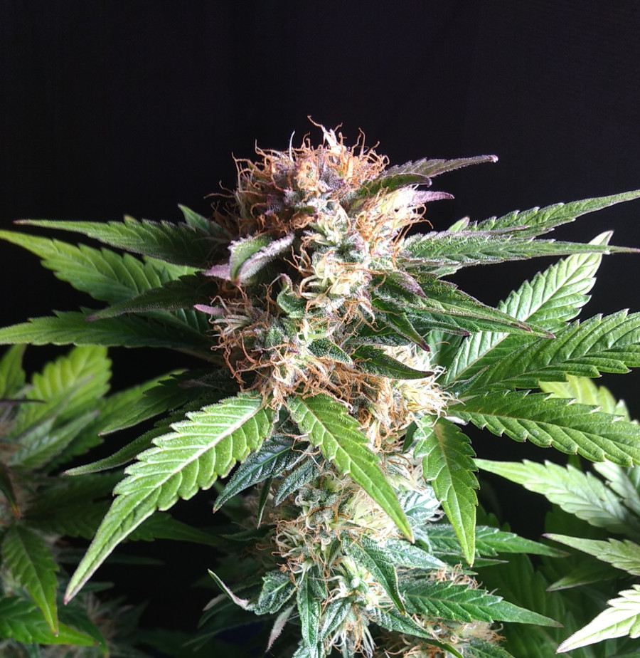 Blue Dragon Bud pic1 -1-3-2021.jpg