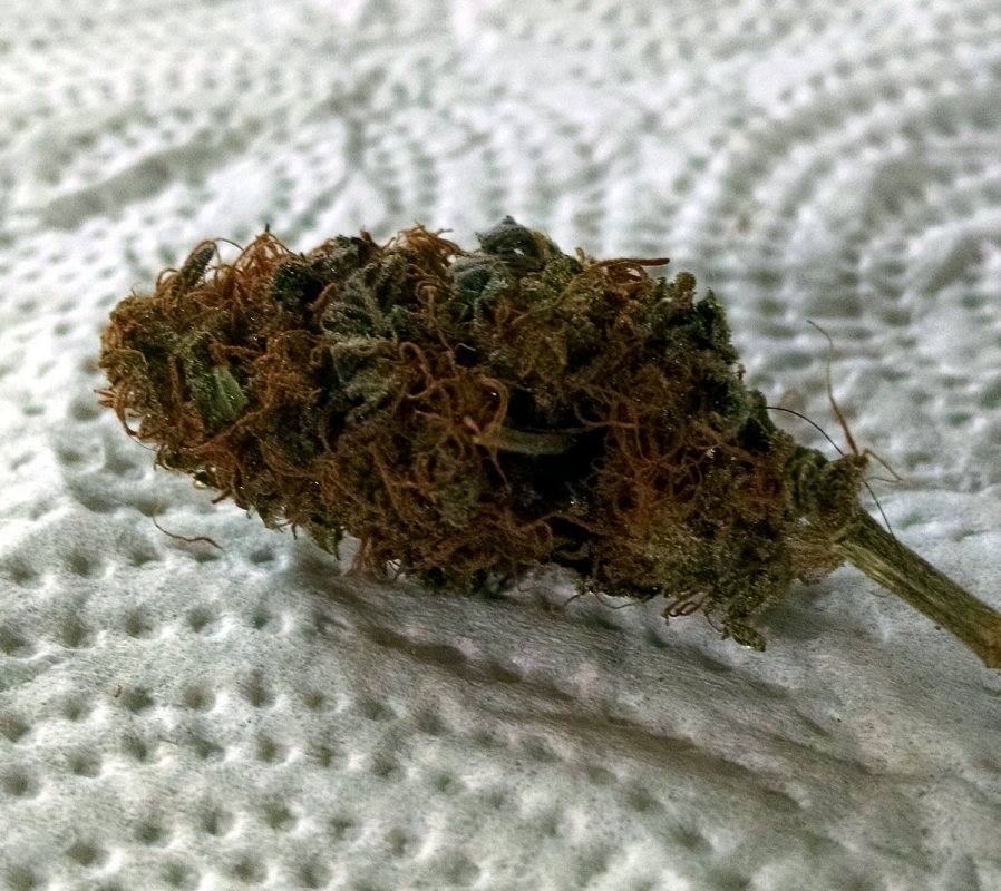 Blue Dragon Bud pic1 -10-2-2017.jpg