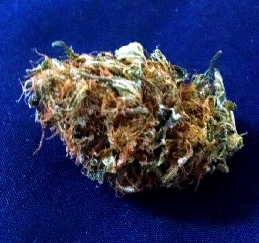 Blue Dragon bud pic1 -10-23-2017.jpg