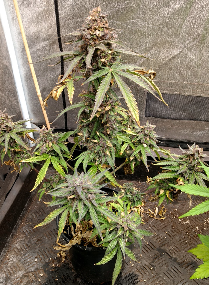 Blue Dragon CBD Mother plant pic1 -11-15-2020.jpg