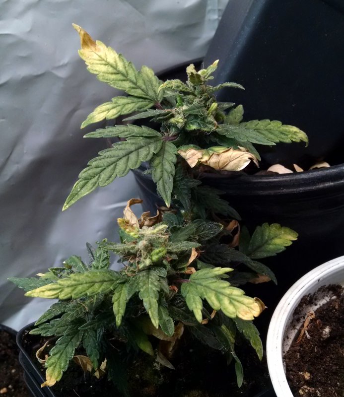 Blue Dragon clone -seed momma pic1 -3-2-2018.jpg