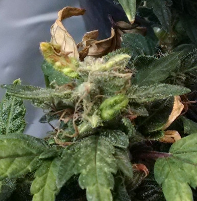 Blue Dragon clone -seed momma pic2 -3-2-2018.jpg