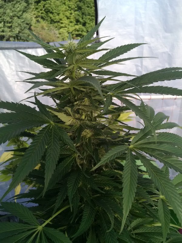 Blue Dragon Cola pic1 -9-27-2016.jpg