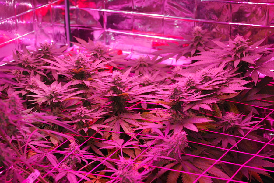 blue dragon - scrog-3.jpg