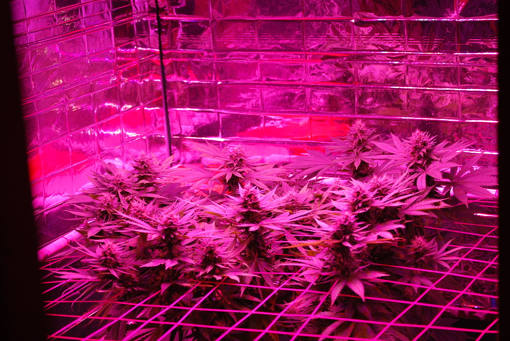 Blue Dragon SCROG 5-15-2015.JPG