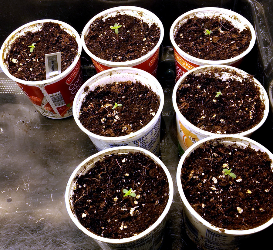 Blue Dragon seedlings pic1 -6-25-2020.jpg